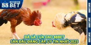 Đá Gà Cựa Dao 88BET – Sàn Đấu Đẳng Cấp, Uy Tín Nhất 2025