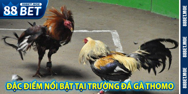 Đặc Điểm Nổi Bật Tại Trường Đá Gà Thomo
