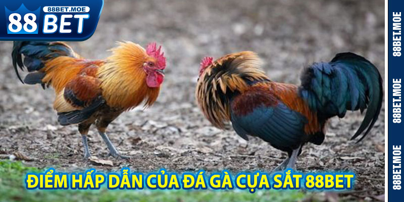 Điểm Hấp Dẫn Của Đá Gà Cựa Sắt 88BET