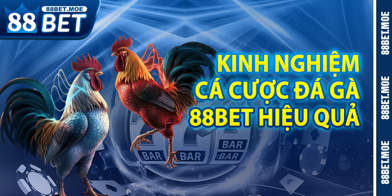 Kinh Nghiệm Cá Cược Đá Gà 88BET Hiệu Quả
