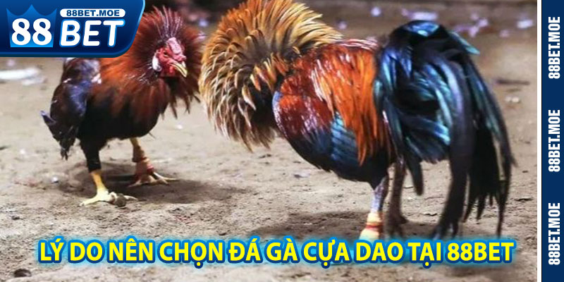 Lý Do Nên Chọn Đá Gà Cựa Dao Tại 88BET