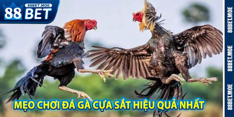 Mẹo Chơi Đá Gà Cựa Sắt 88BET Hiệu Quả Nhất Năm 2025