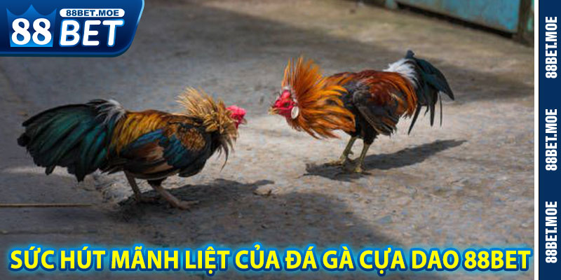 Sức Hút Mãnh Liệt Của Đá Gà Cựa Dao 88BET