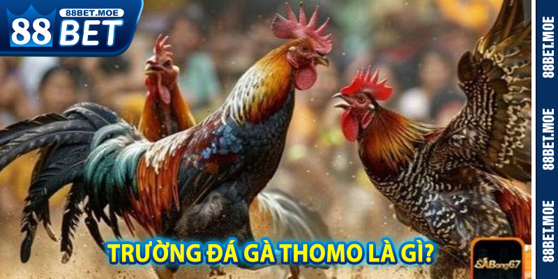 Trường Đá Gà Thomo Là Gì? – Địa Điểm Giao Lưu Của Các Chiến Kê Hàng Đầu