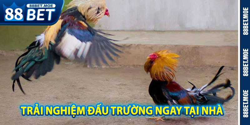 Trường Đá Gà Thomo Trực Tuyến – Trải Nghiệm Đấu Trường Ngay Tại Nhà