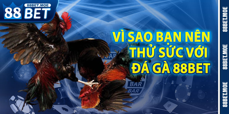 Vì Sao Bạn Nên Thử Sức Với Đá Gà 88BET?